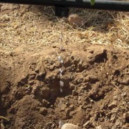 irrigazione
