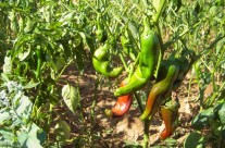 peperoncino