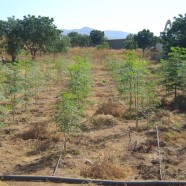 coltivazioni a Feledareb