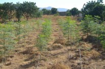 coltivazioni a Feledareb