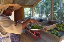 agricoltura