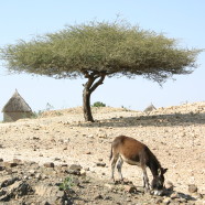 eritrea13