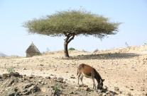 eritrea13