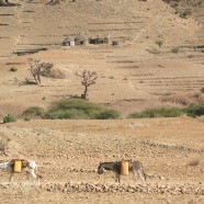 eritrea11